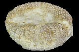 Bargain, Fossil Sea Urchin (Psephechinus) - Morocco #104517-1